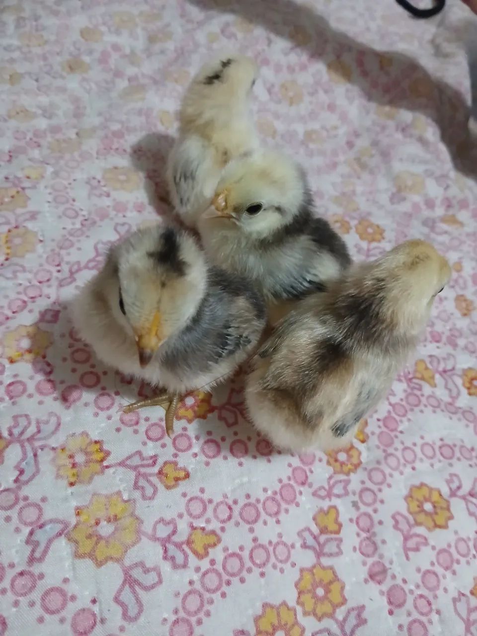 Pintinhos de mini galinha nagasaki