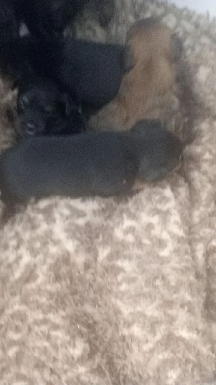 Cachorro pinther  - Foto 2