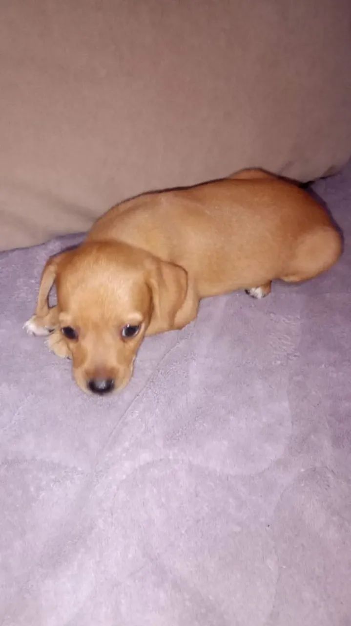 Animal  - Foto 2