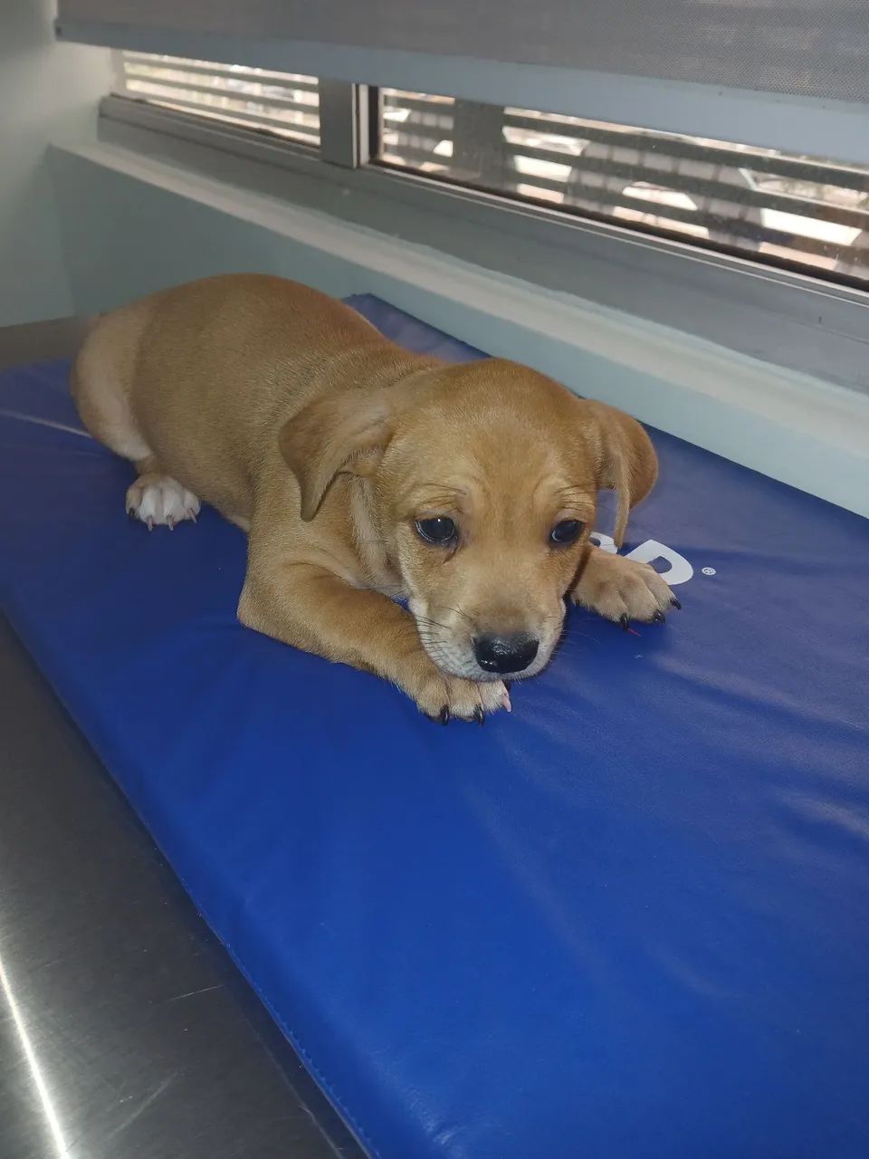 cachorro  - Foto 2
