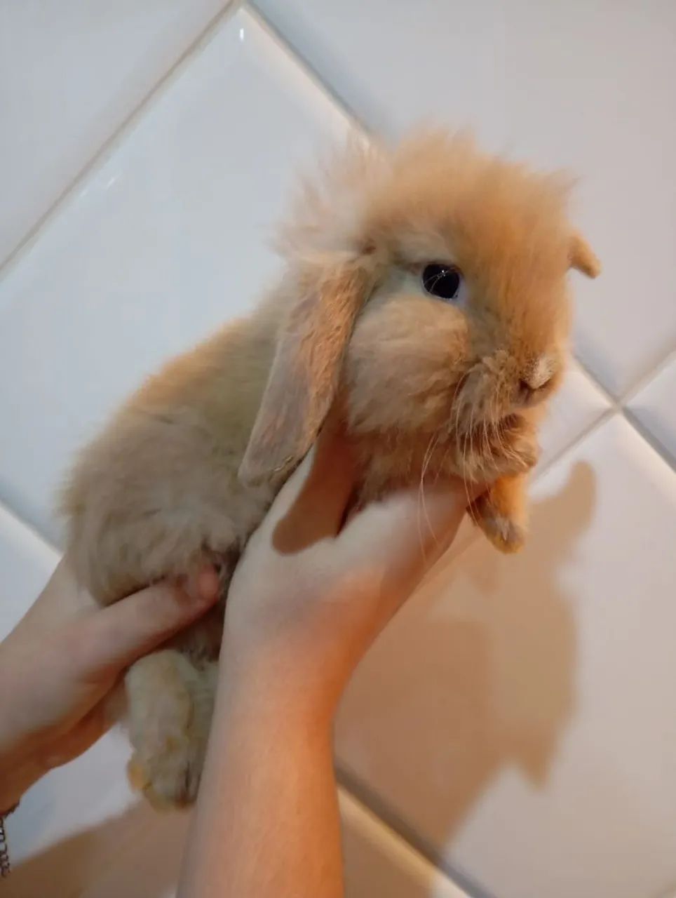 Filhote mini loop - Foto 5