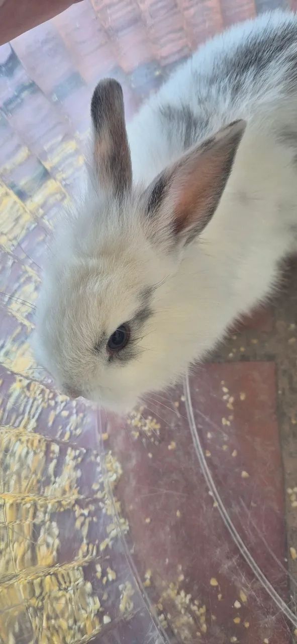 Doação de coelho filhote (aprox. 1 mês)<br> - Foto 3