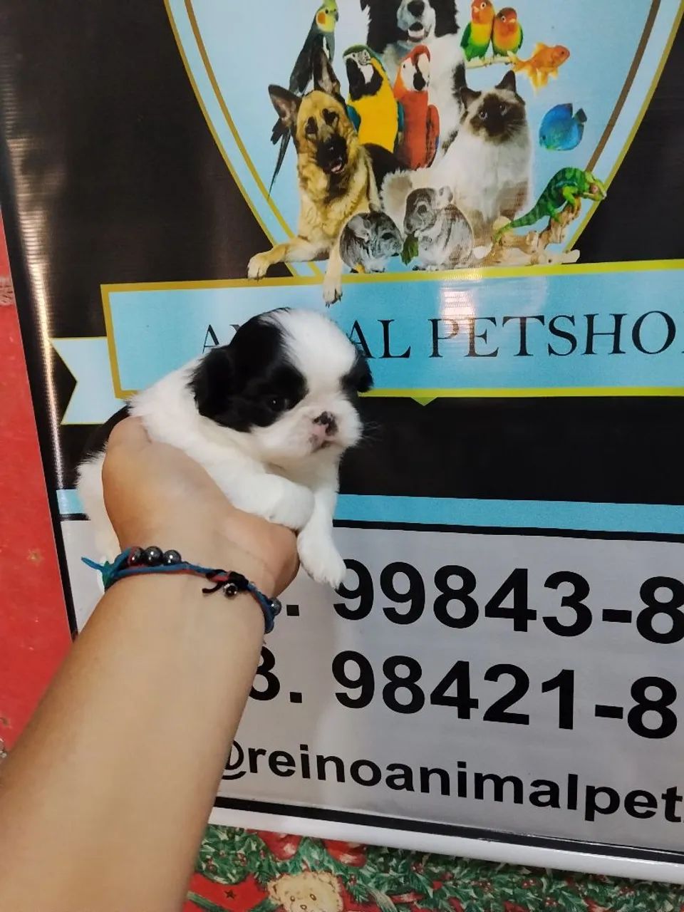 Machinho de shitzu micro - Foto 3