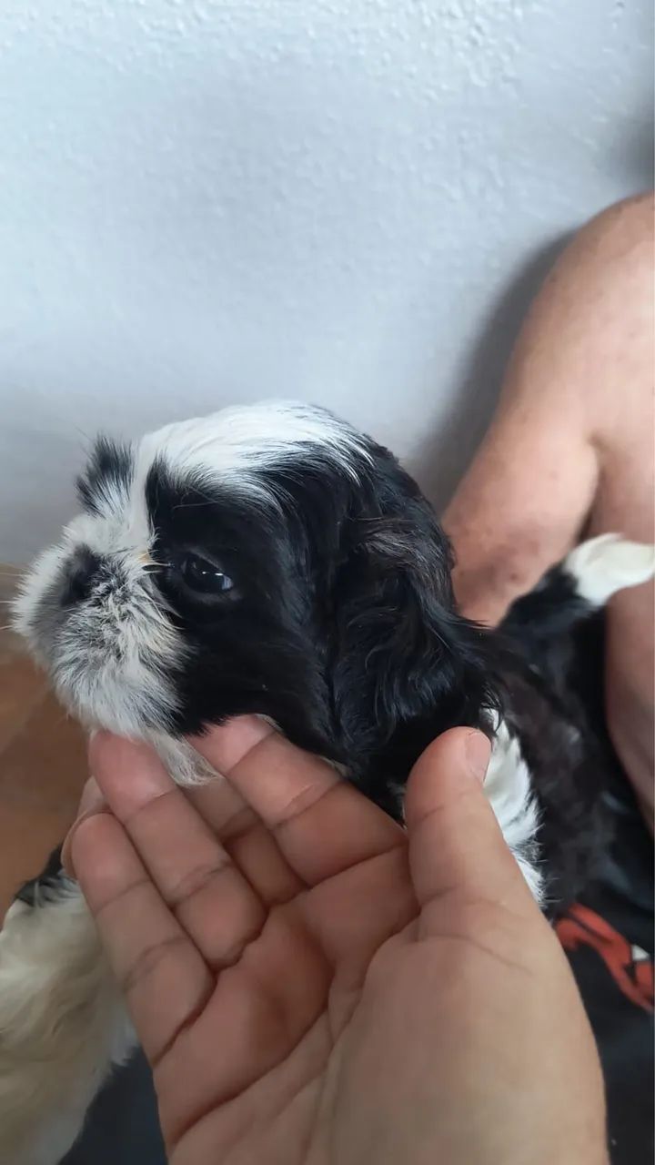 Shih tzu  - Foto 4