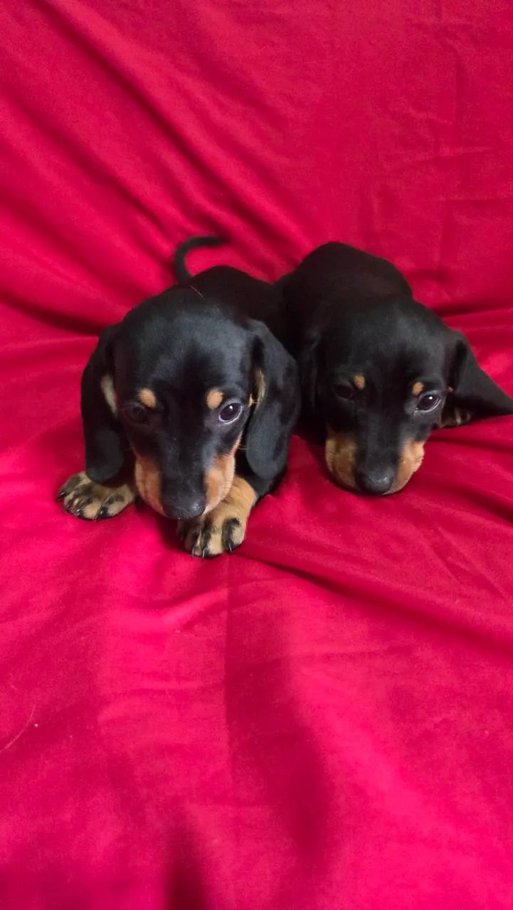 Dachshund machinhos 