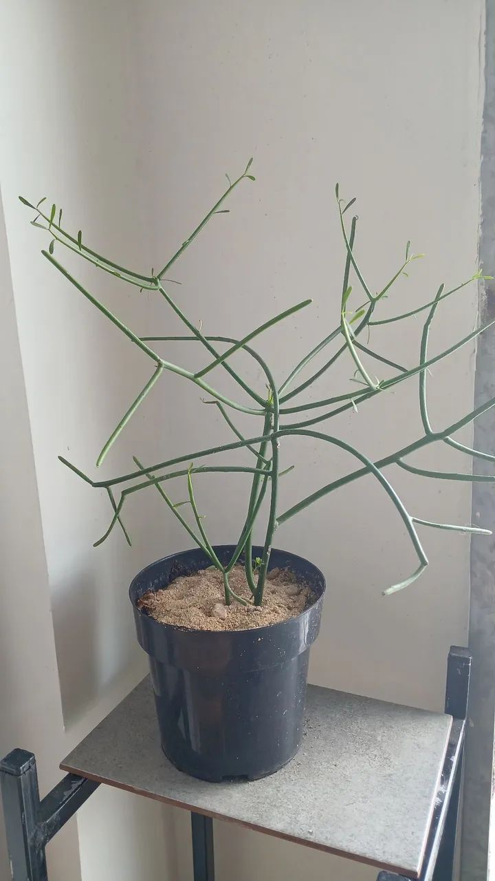 VÁRIAS OPÇÕES DE PLANTAS  - Foto 2