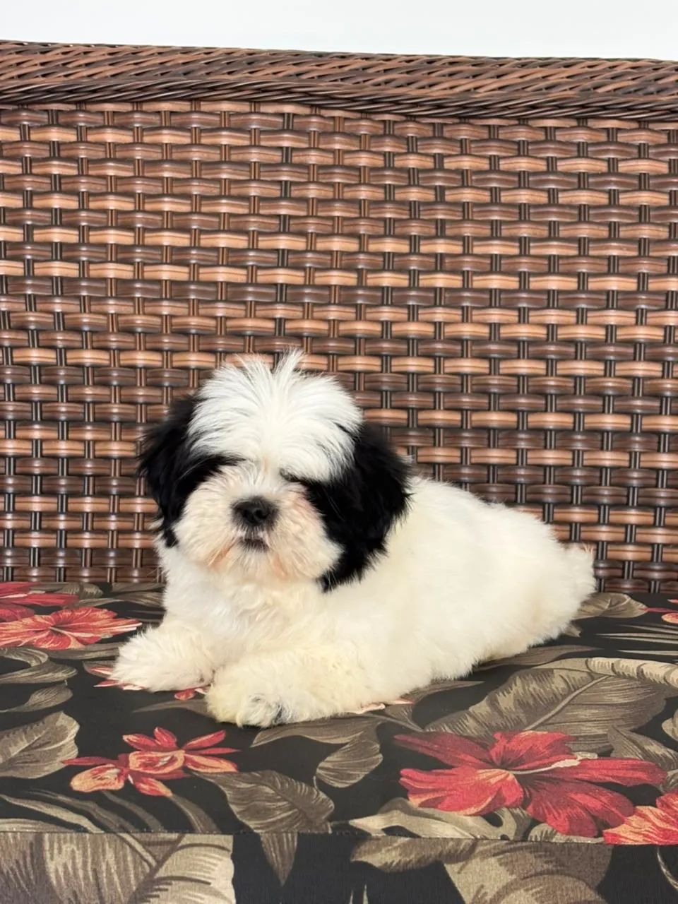Lhasa macho  - Foto 2