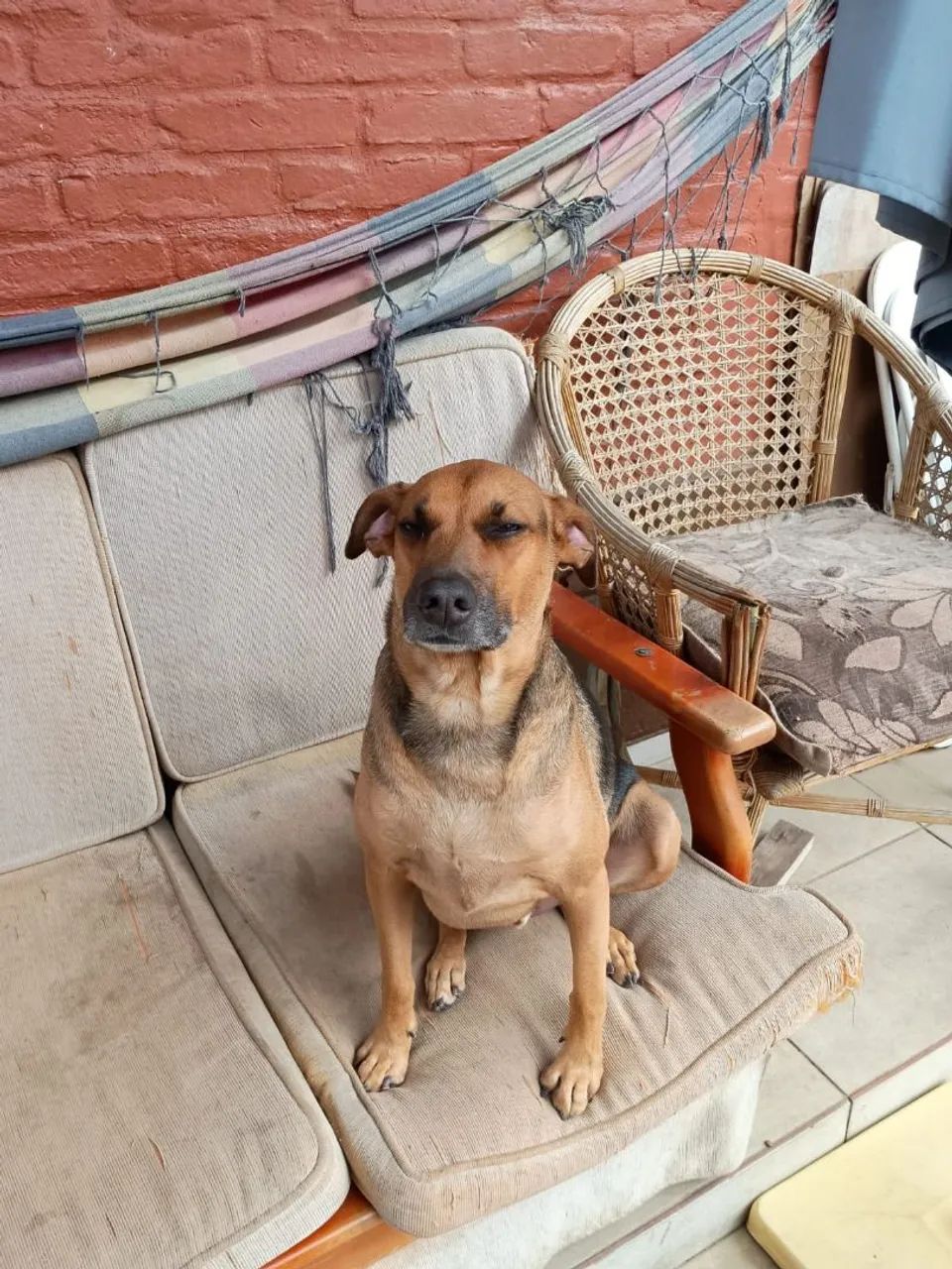 Cachorro para doação  - Foto 2