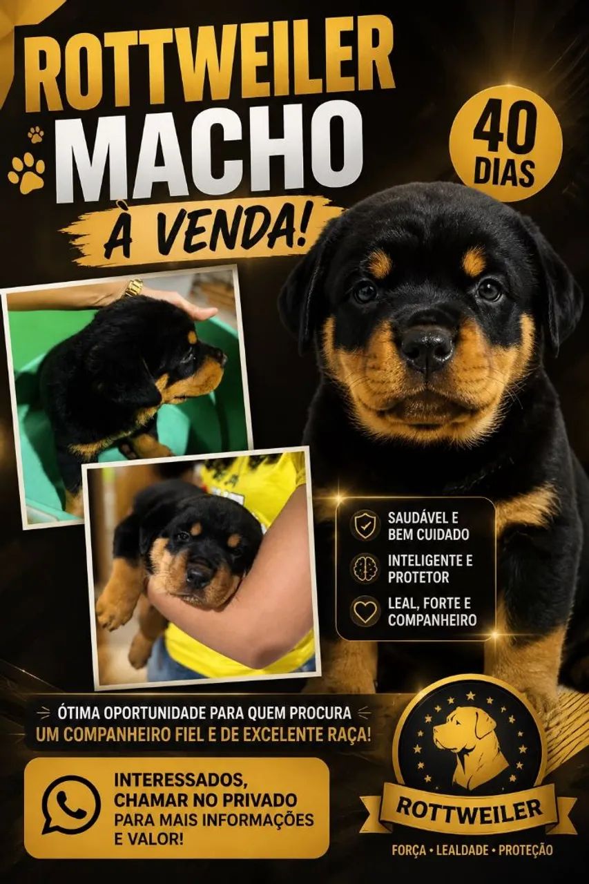 Rottweiler 