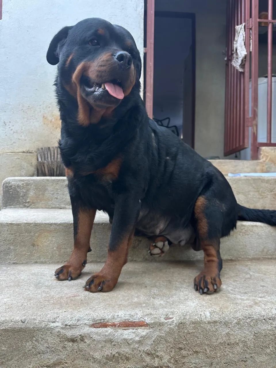 Rottweiler cabeça de touro  - Foto 2