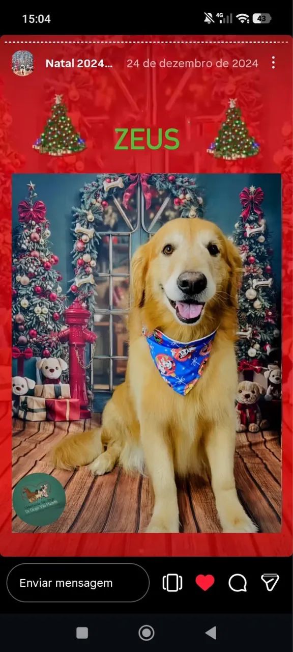 Golden retriever  - Foto 4