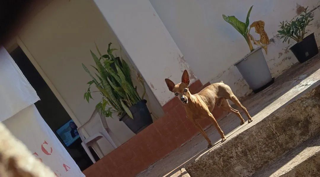 Pinscher n° 1 - Foto 2