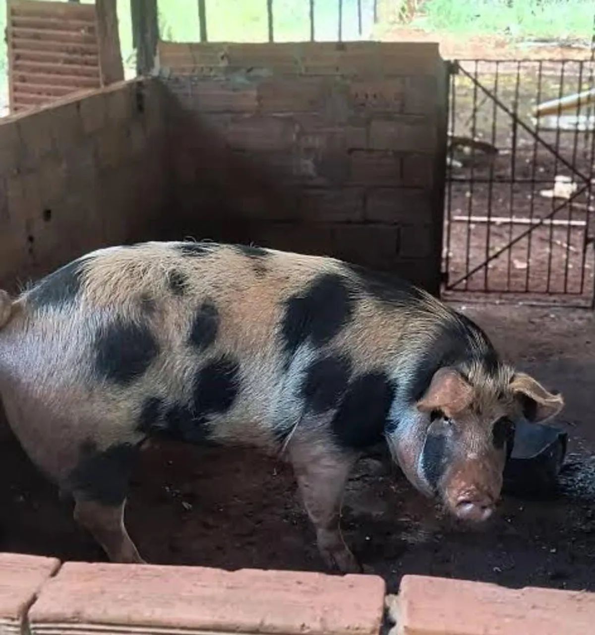 Porco caipira  - Foto 2