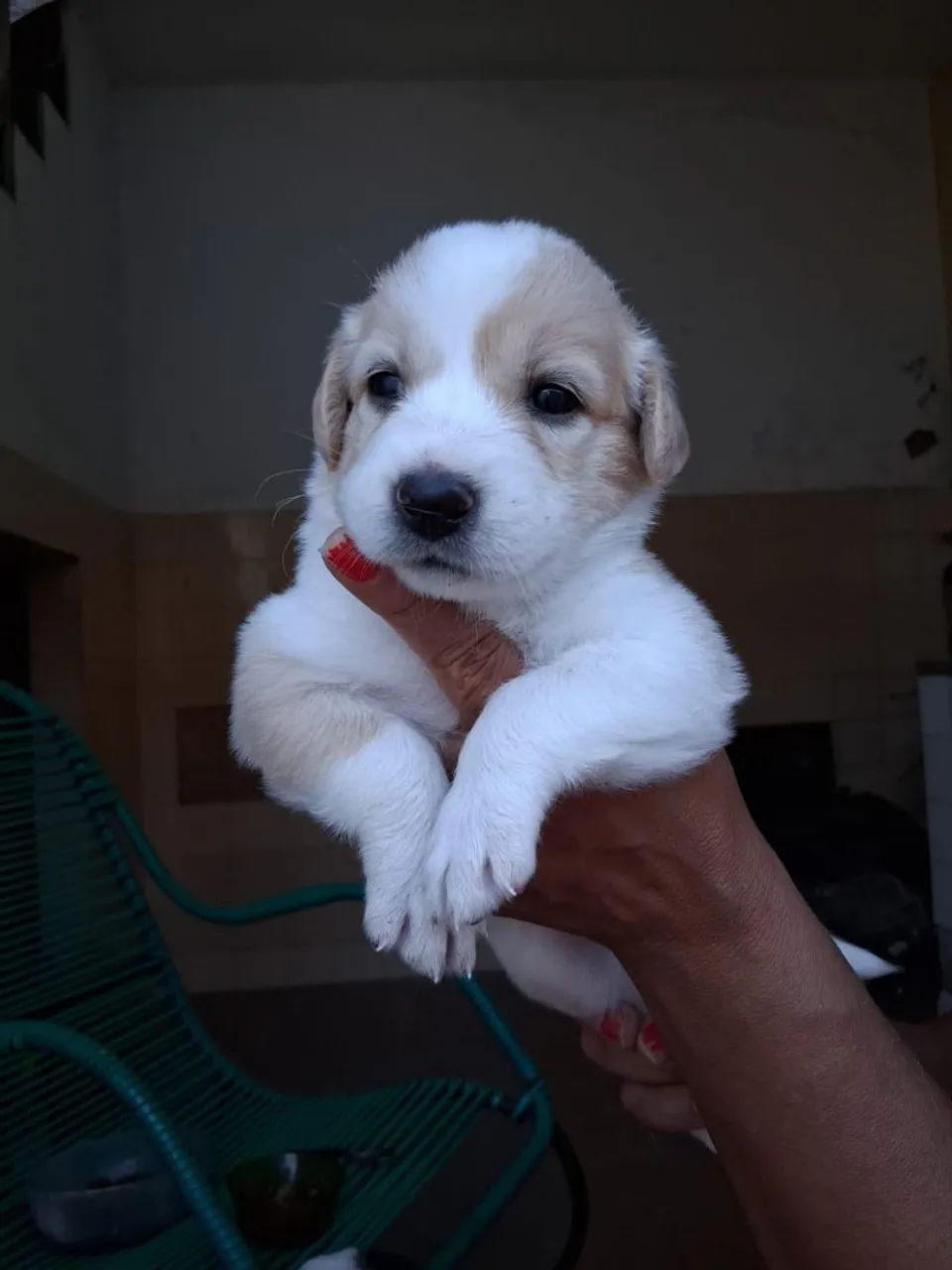 Adoção responsável  - Foto 2