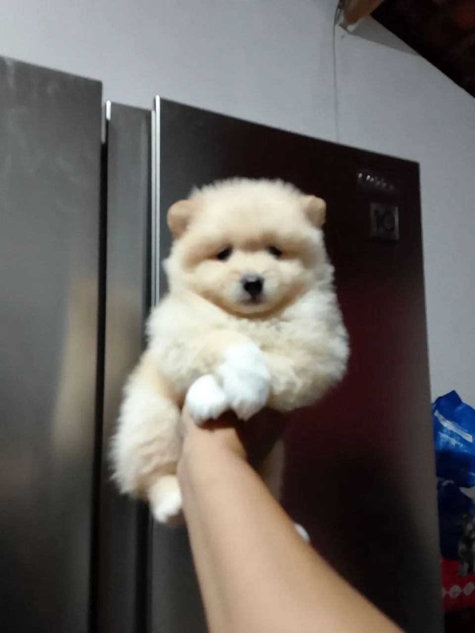 spitz alemão macho  - Foto 2