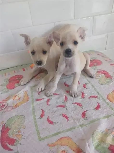 CHIHUAHUA X PINSCHEER BRANCOS E PEQUENOS  - Foto 2