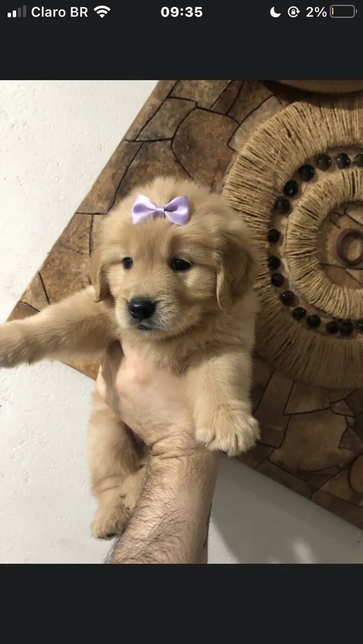 golden retriever - Foto 5