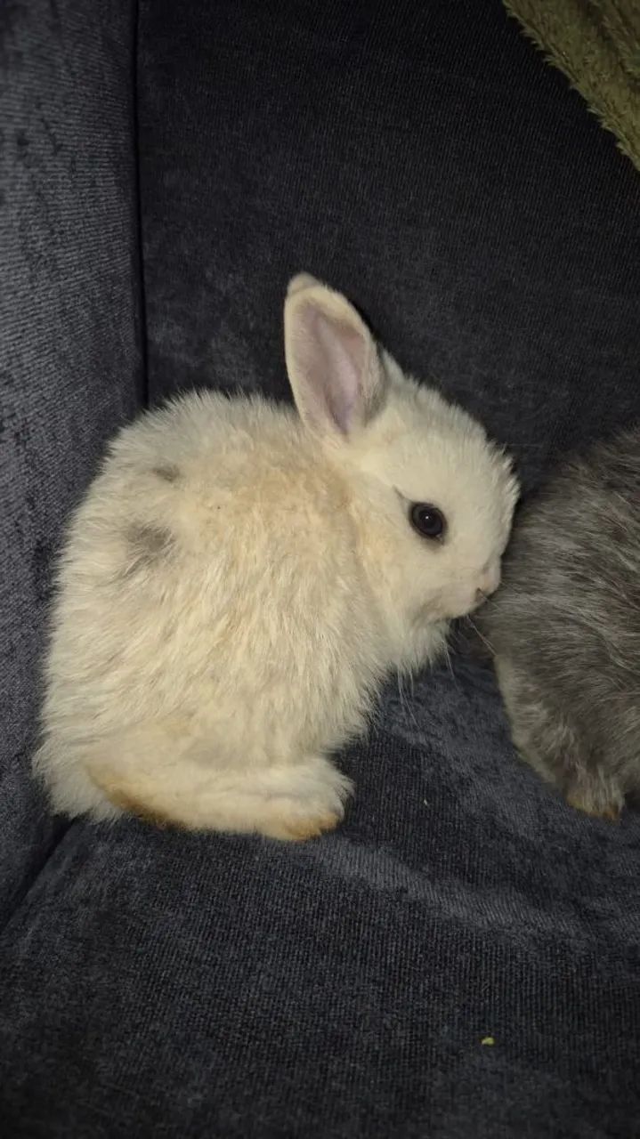 5 BEBES LINDOS - Foto 2