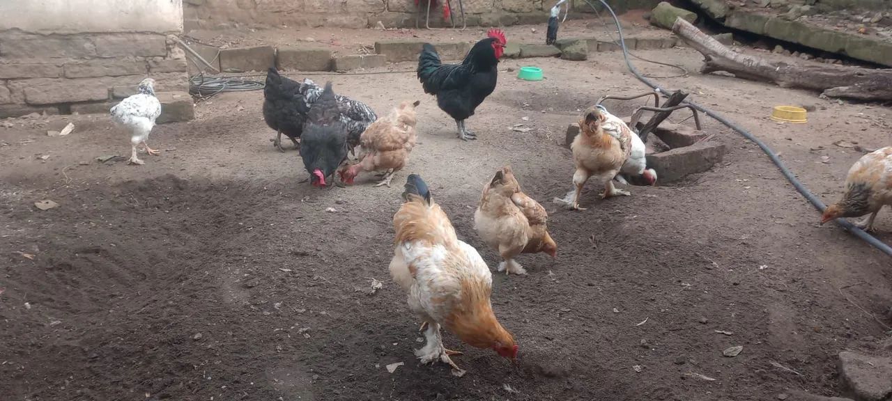 Vende galinha,galo,frago e franga