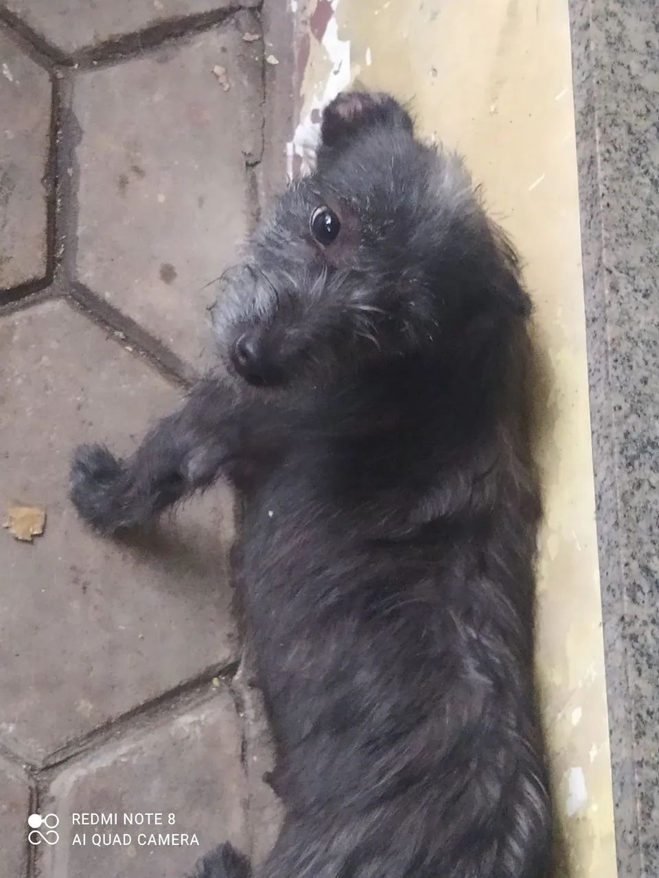 Cadela para adoção  - Foto 3