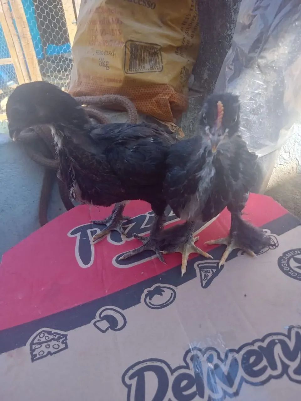 Pintinho bramma - Foto 4
