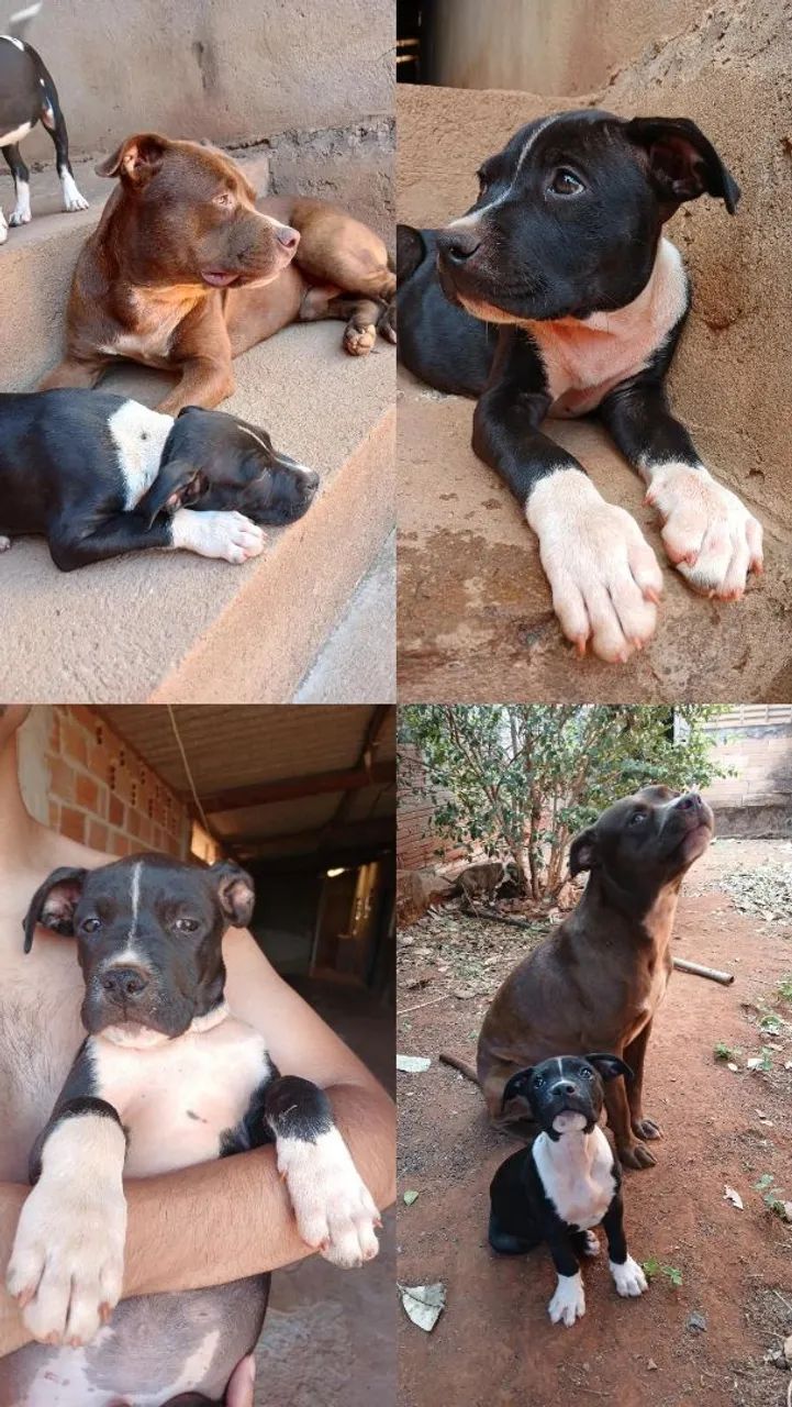 Filhote de Pitbull - Foto 2