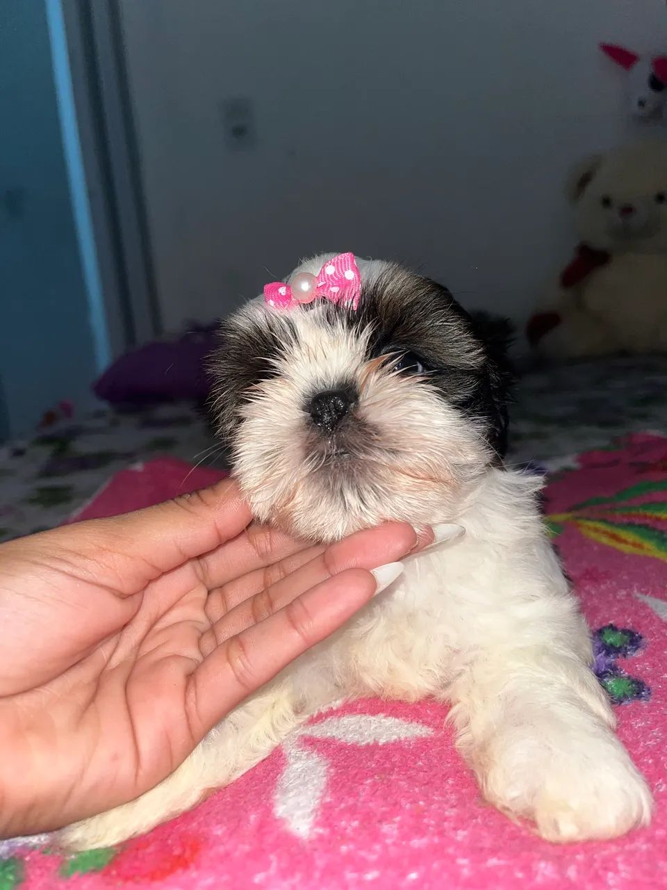 - FILHOTES DE SHIH TZU À VENDA = PUROS - Cachorros - Cidade da ...