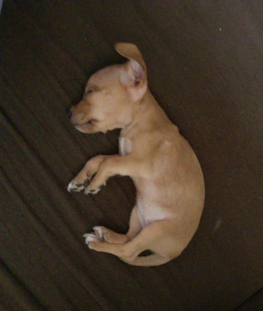 cachorro pinscher  - Foto 2