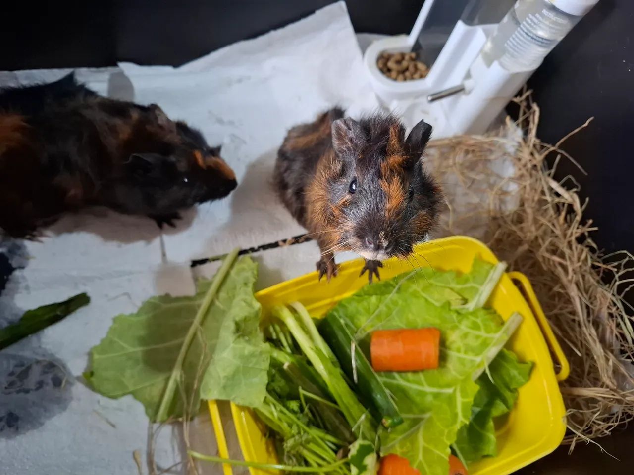 Porquinho da índia