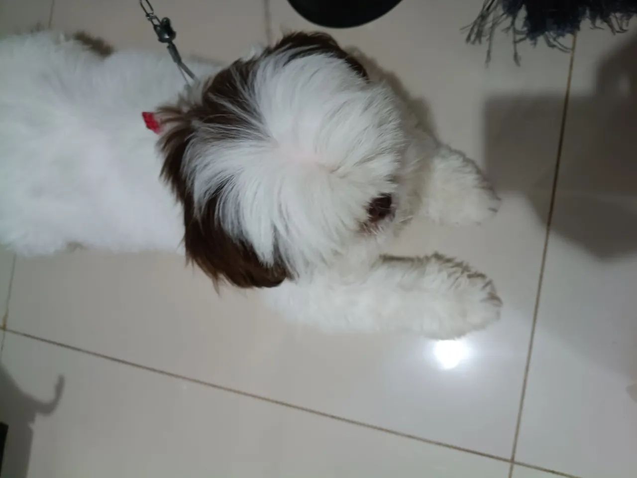 Shitizu 1ano e meio puro - Foto 2