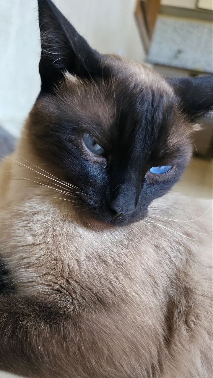 Doação de gatos - Foto 4