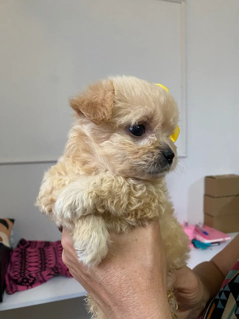 Poodle  - Foto 2