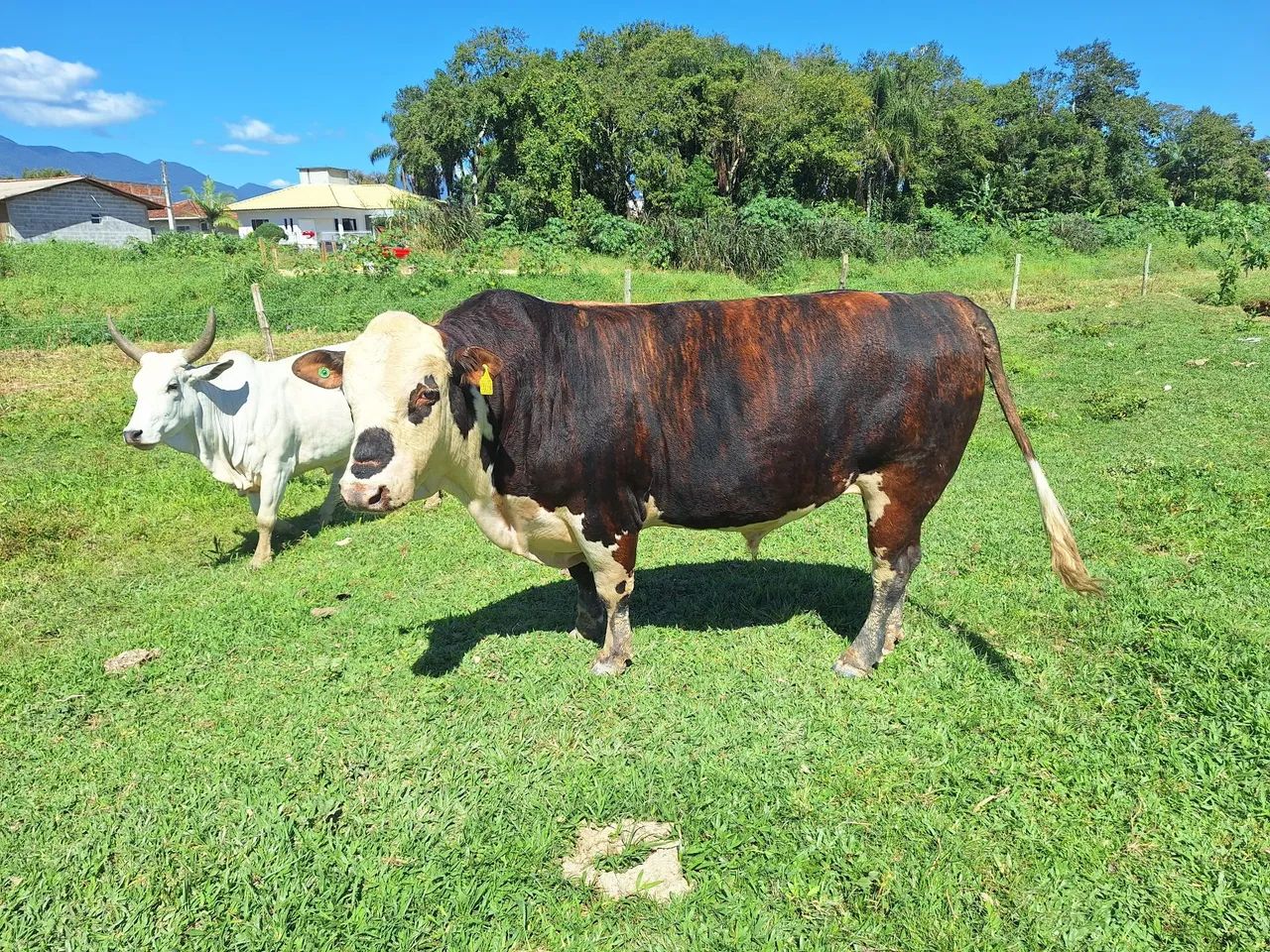 Touro Braford  - Foto 2