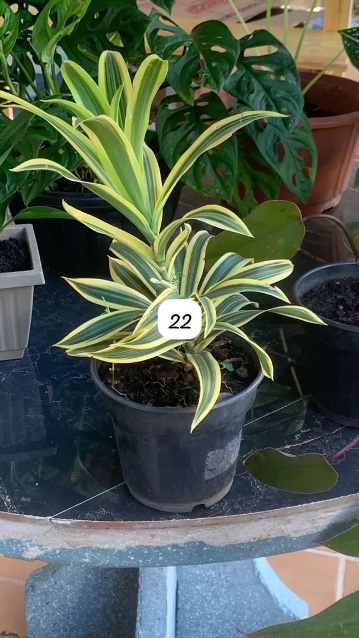 Plantas variadas  - Foto 3