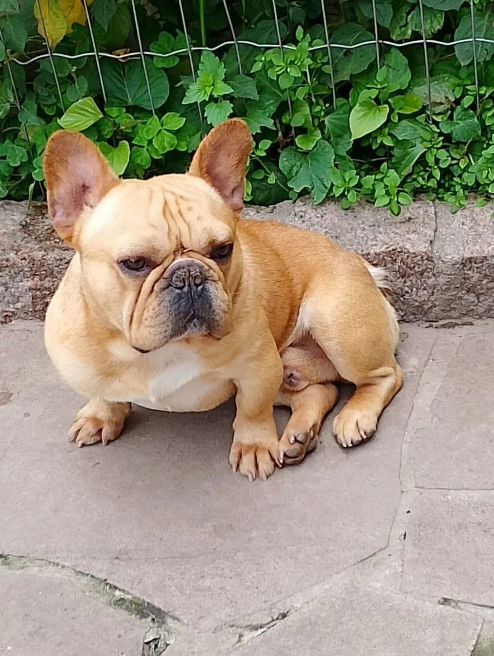 Bulldog macho com pedigree  - Foto 2