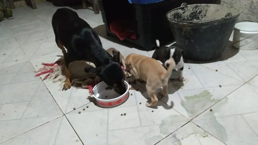 Cachorro 
