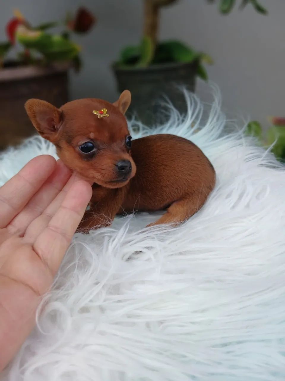 Fêmea de Pinscher  - Foto 2
