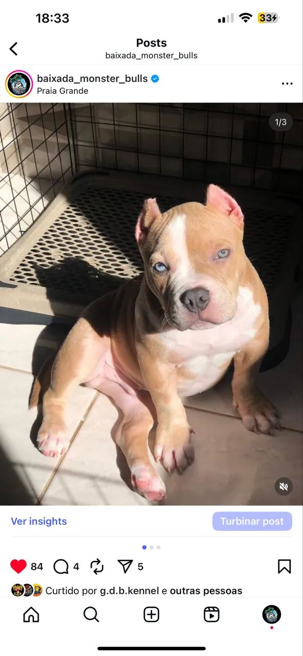 American bully  - Foto 3