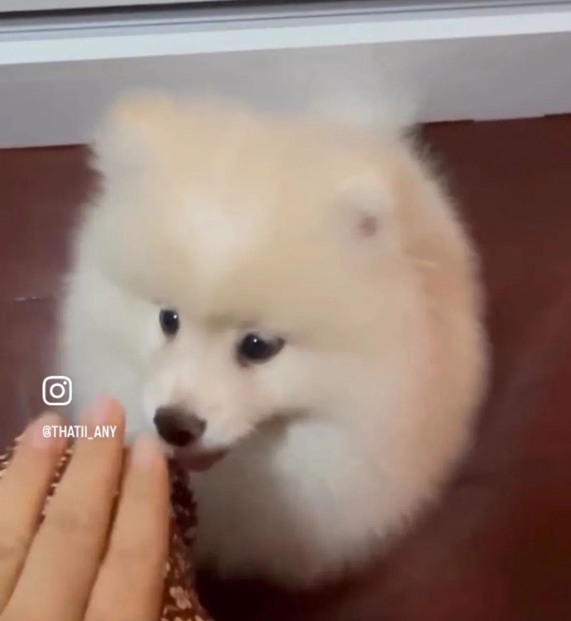 Lulu da pomerania - Foto 2