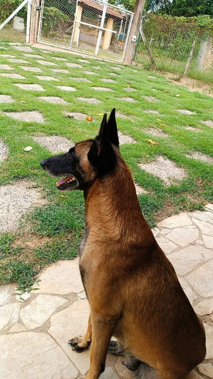 Cães raça belga malinois  - Foto 2