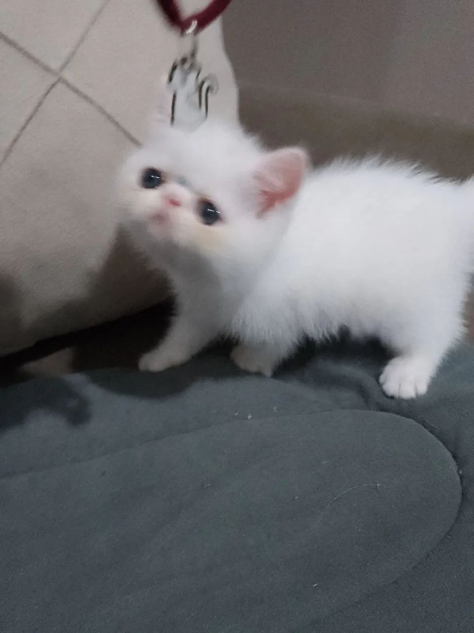Gatinho persa exótico - Foto 6