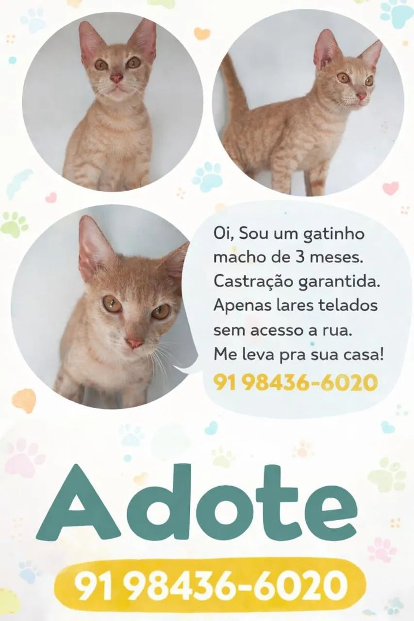 Adoção Pet