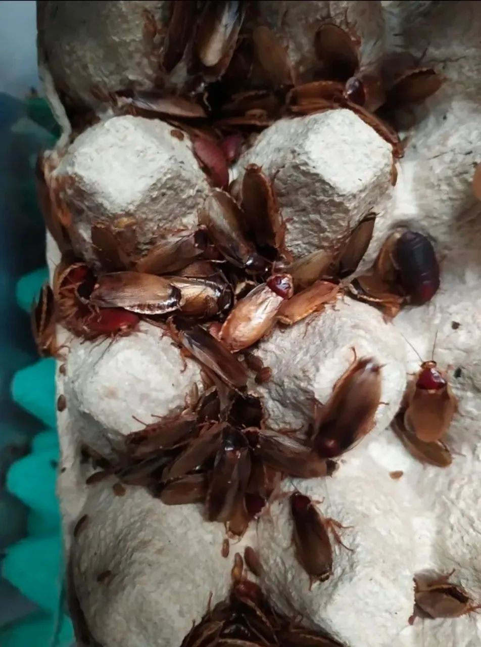 50 Baratas Palidas Alimento Vivo isca viva barata viva