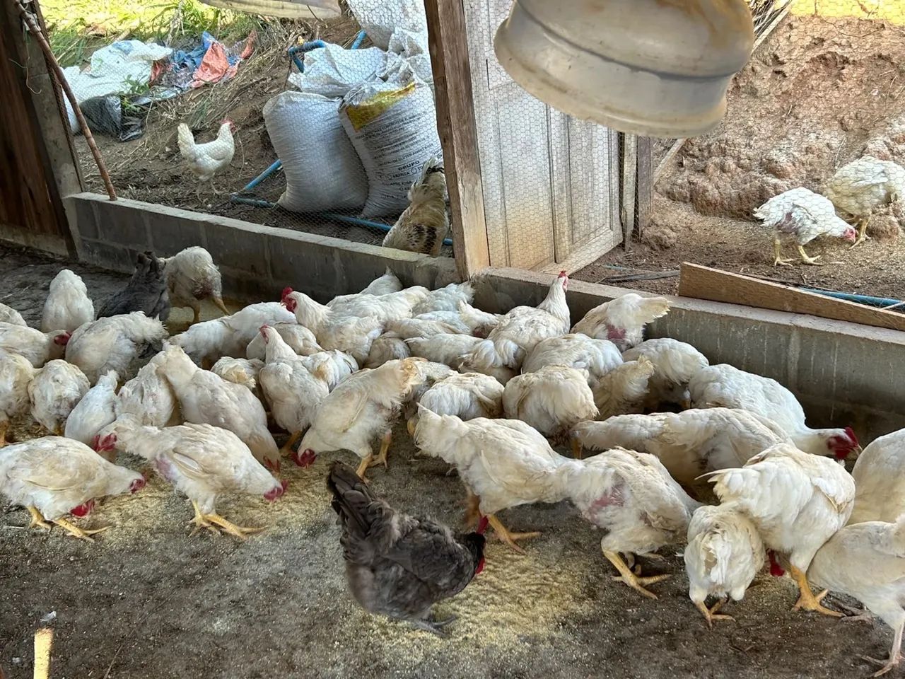 Frango de corte
