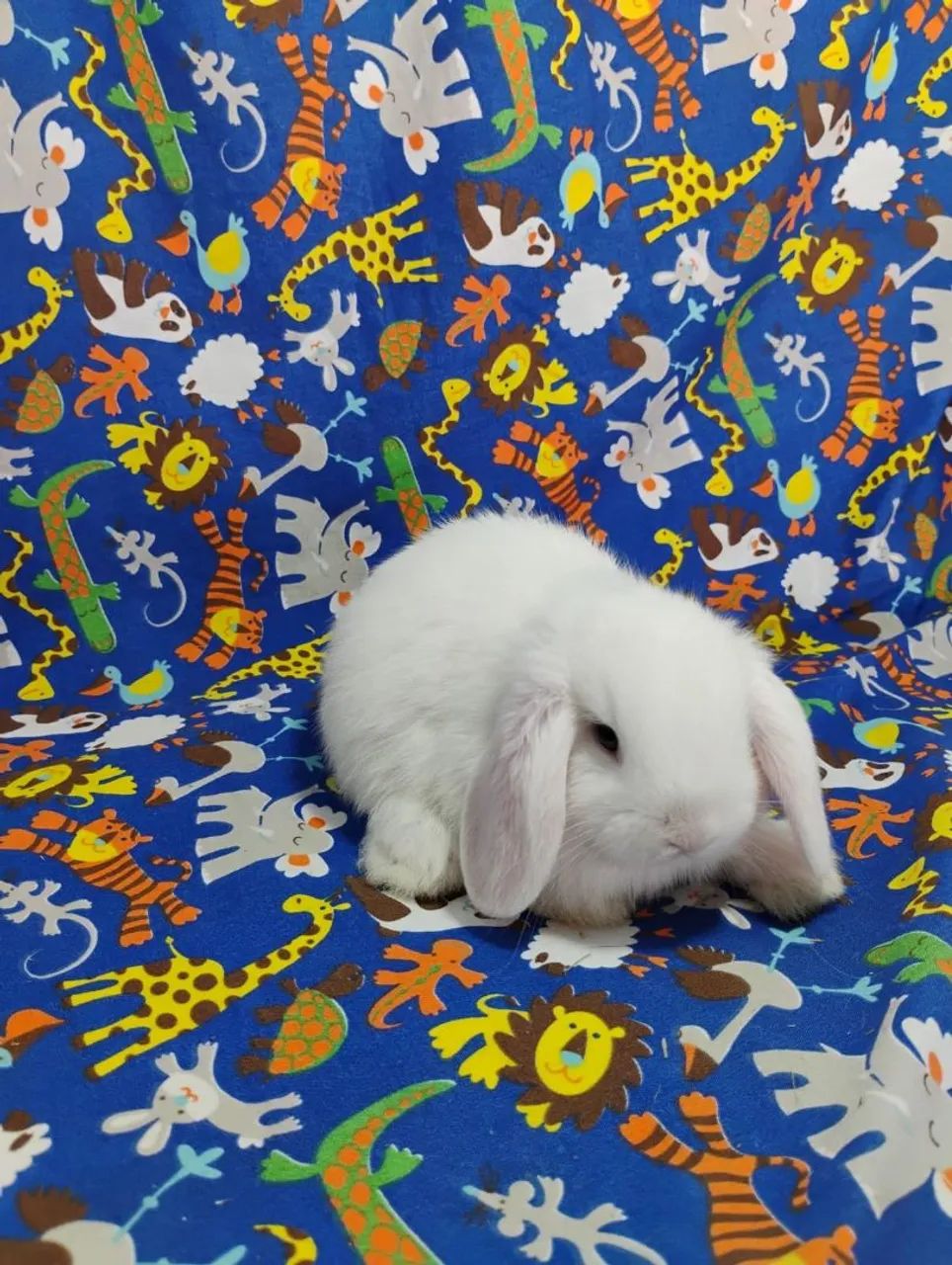 Mini Lop Mini Coelhos  - Foto 5