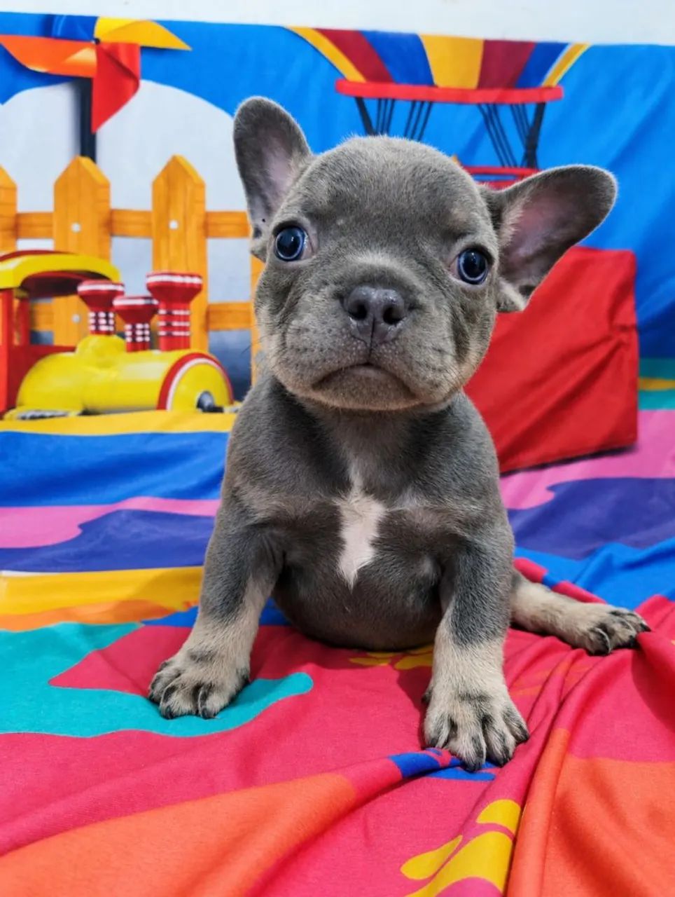 Perfeição Bulldog Francês  - Foto 4