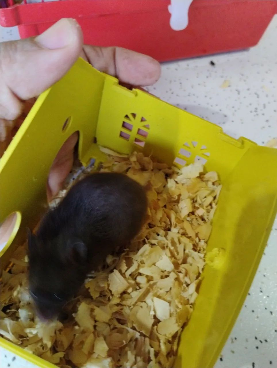 Hamster-sírio  - Foto 3
