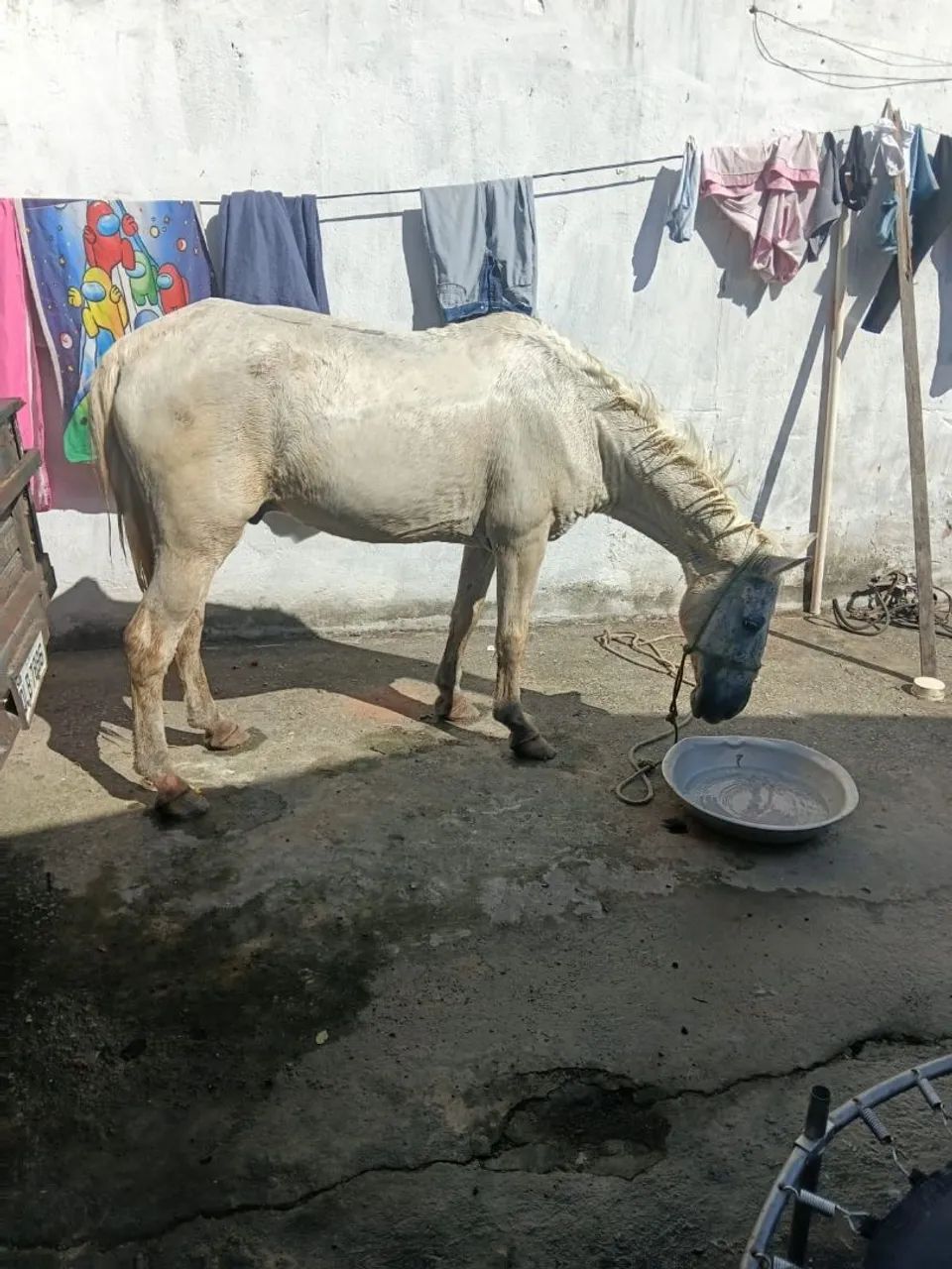 VENDO CAVALO