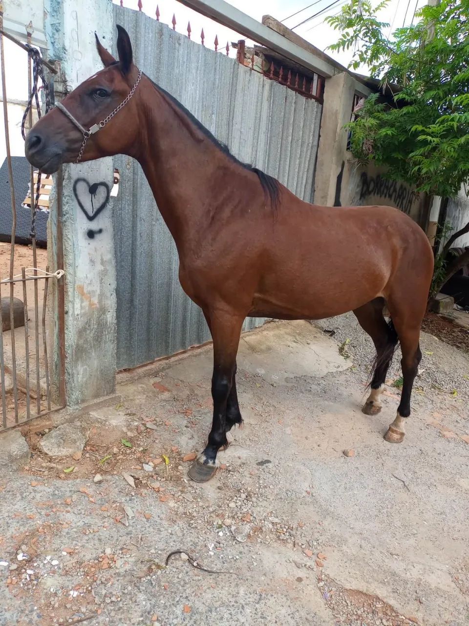 Cavalo marcha picada - Foto 3