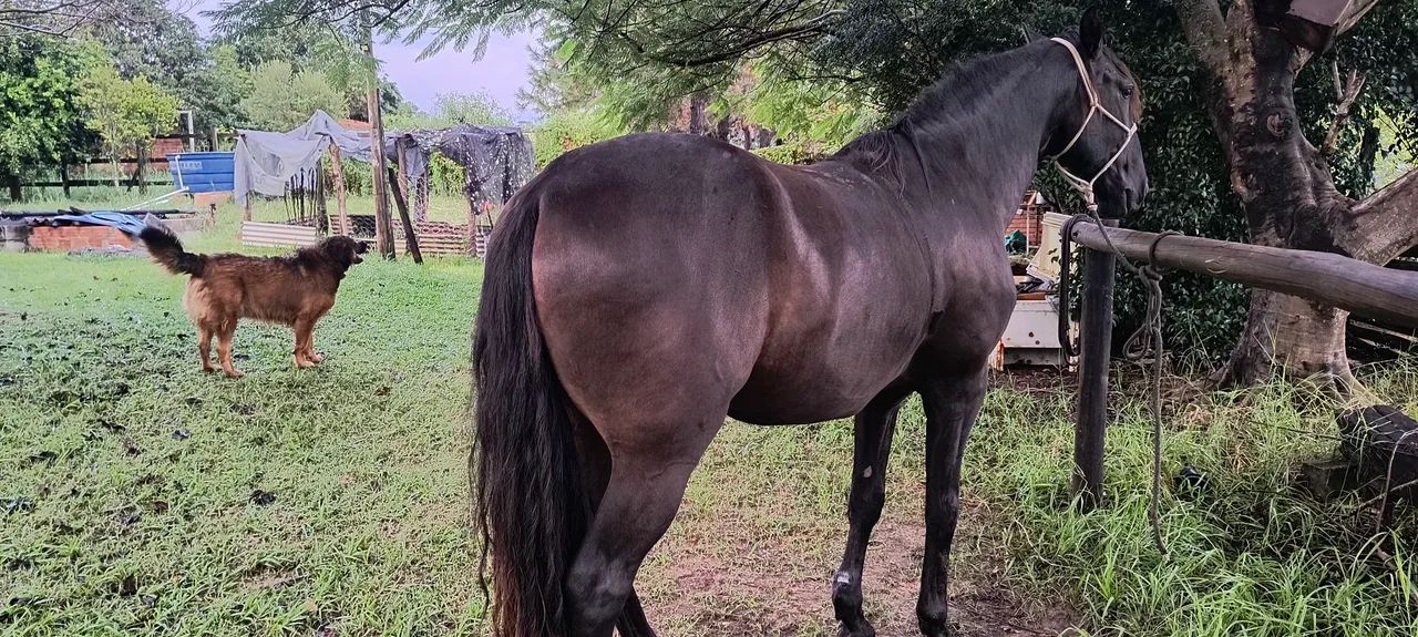 Cavalo Puro Sangue Lusitano - Foto 4